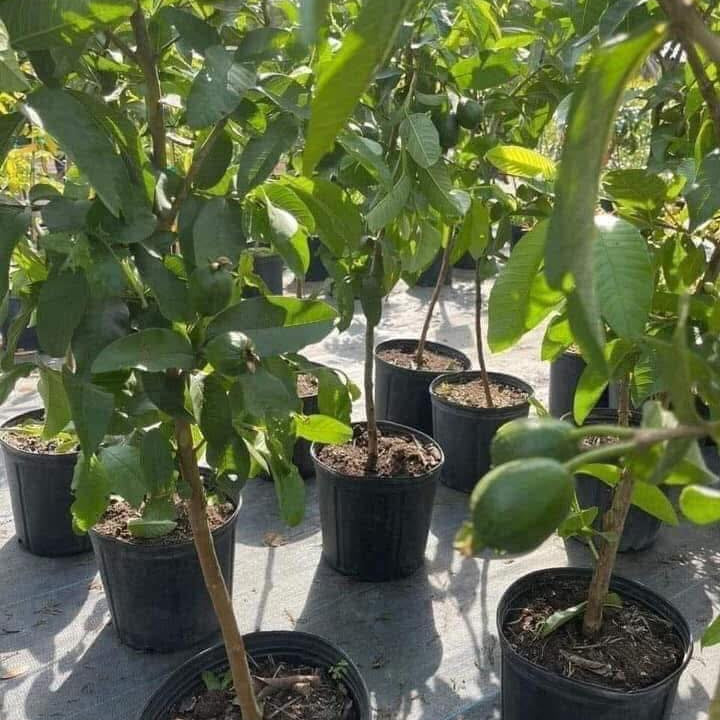 π³ Pink Guava Seedling β Sweet, Refreshing, and Nutritious Fruit