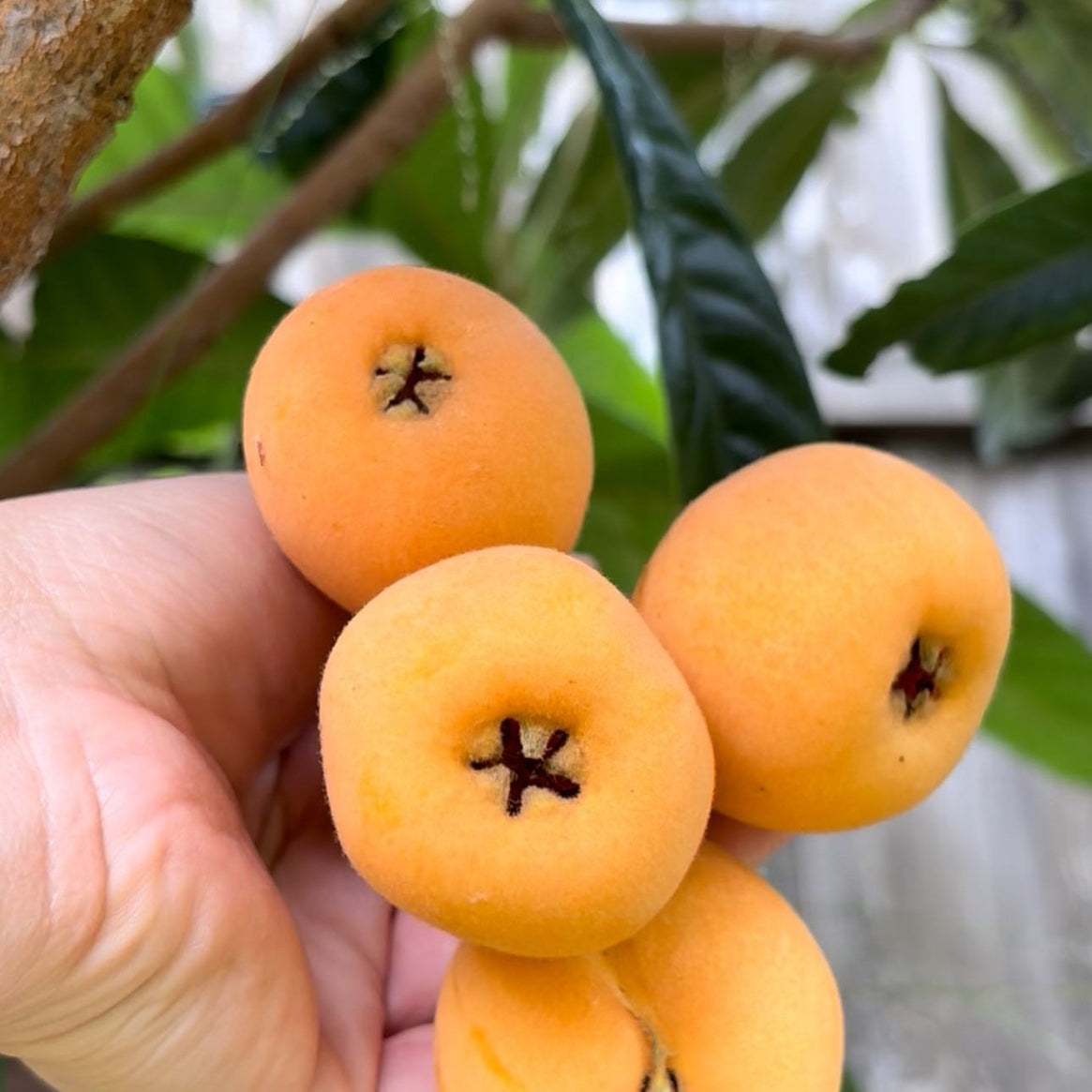 The Japanese Biwa (Loquat) seedling