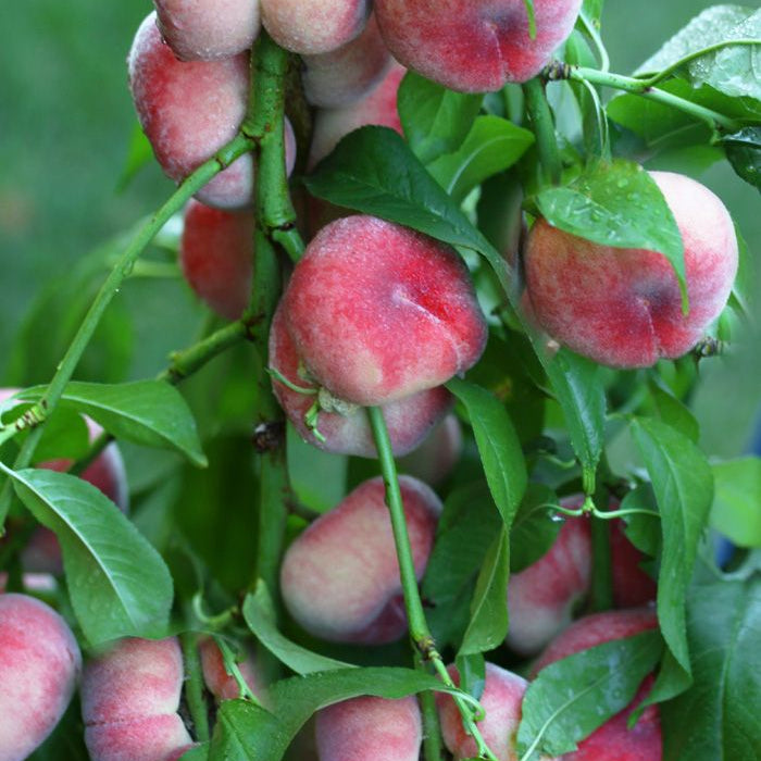 Saturn Peach (VOTED THE BEST-TASTING PEACH IN THE WORLD )