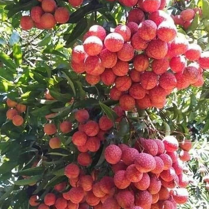 Lychee Tree
