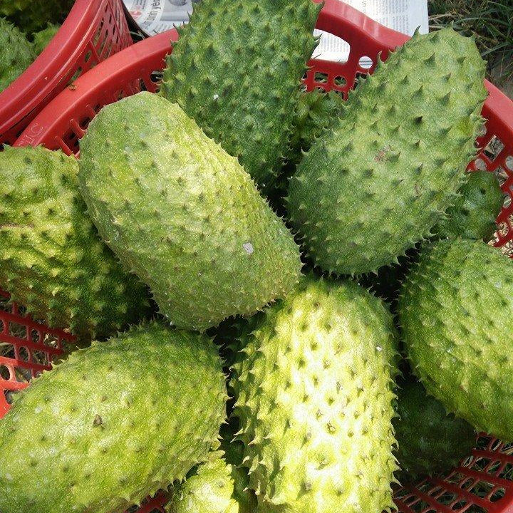 Soursop Seedling – A Precious Tropical Fruit