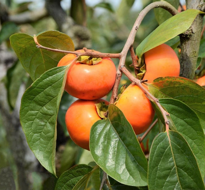 Fuyu Persimmon Tree