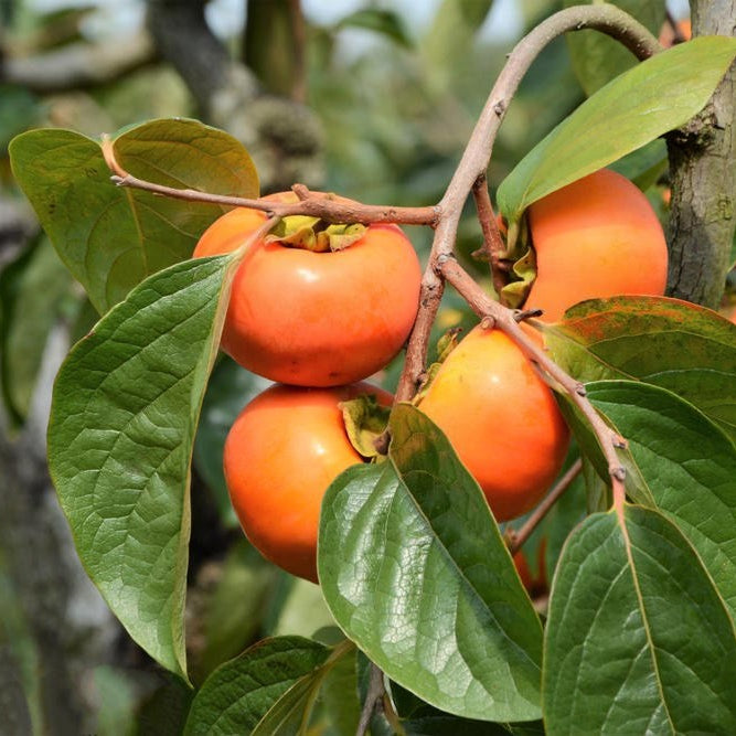 Fuyu Persimmon Tree