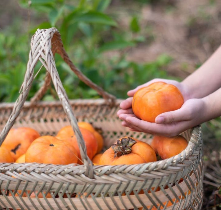 Fuyu Persimmon Tree