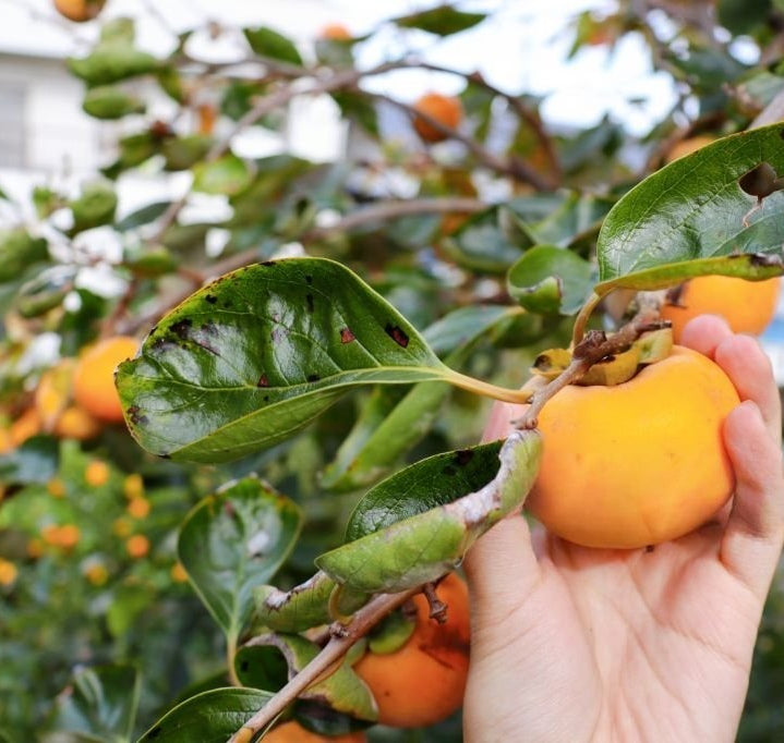 Fuyu Persimmon Tree