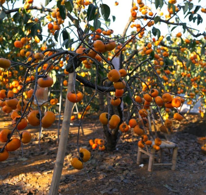 Fuyu Persimmon Tree