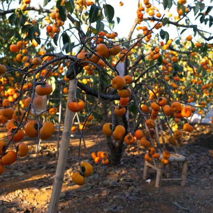 Fuyu Persimmon Tree