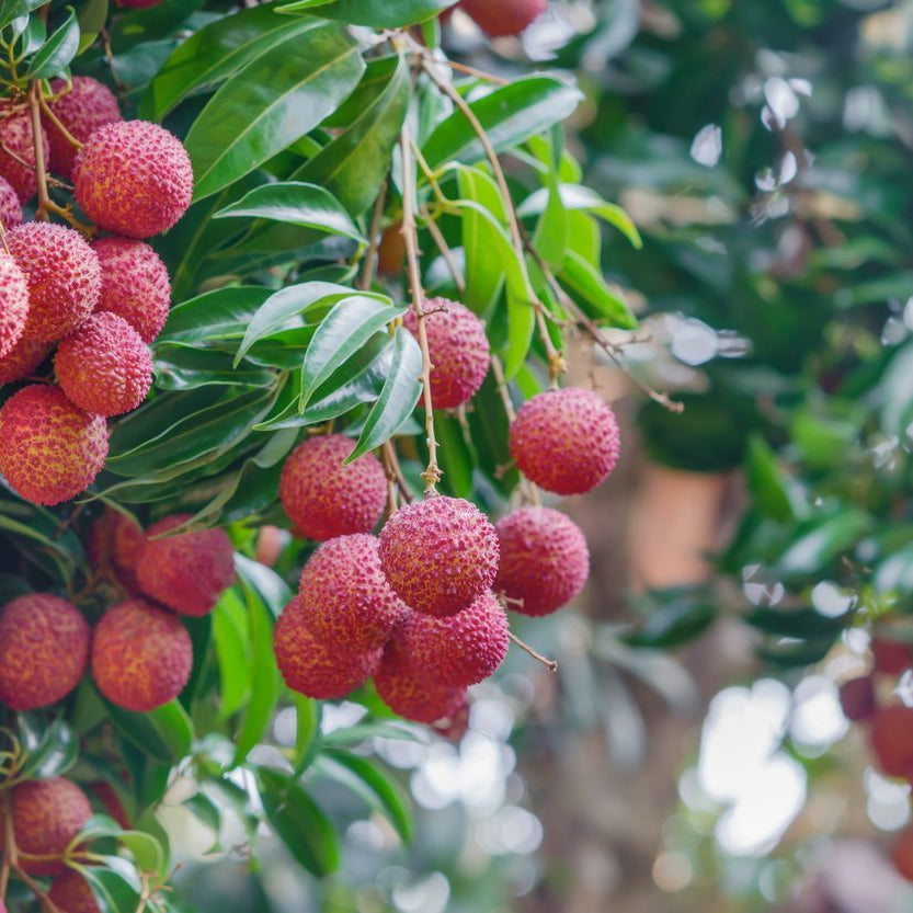 Lychee Tree