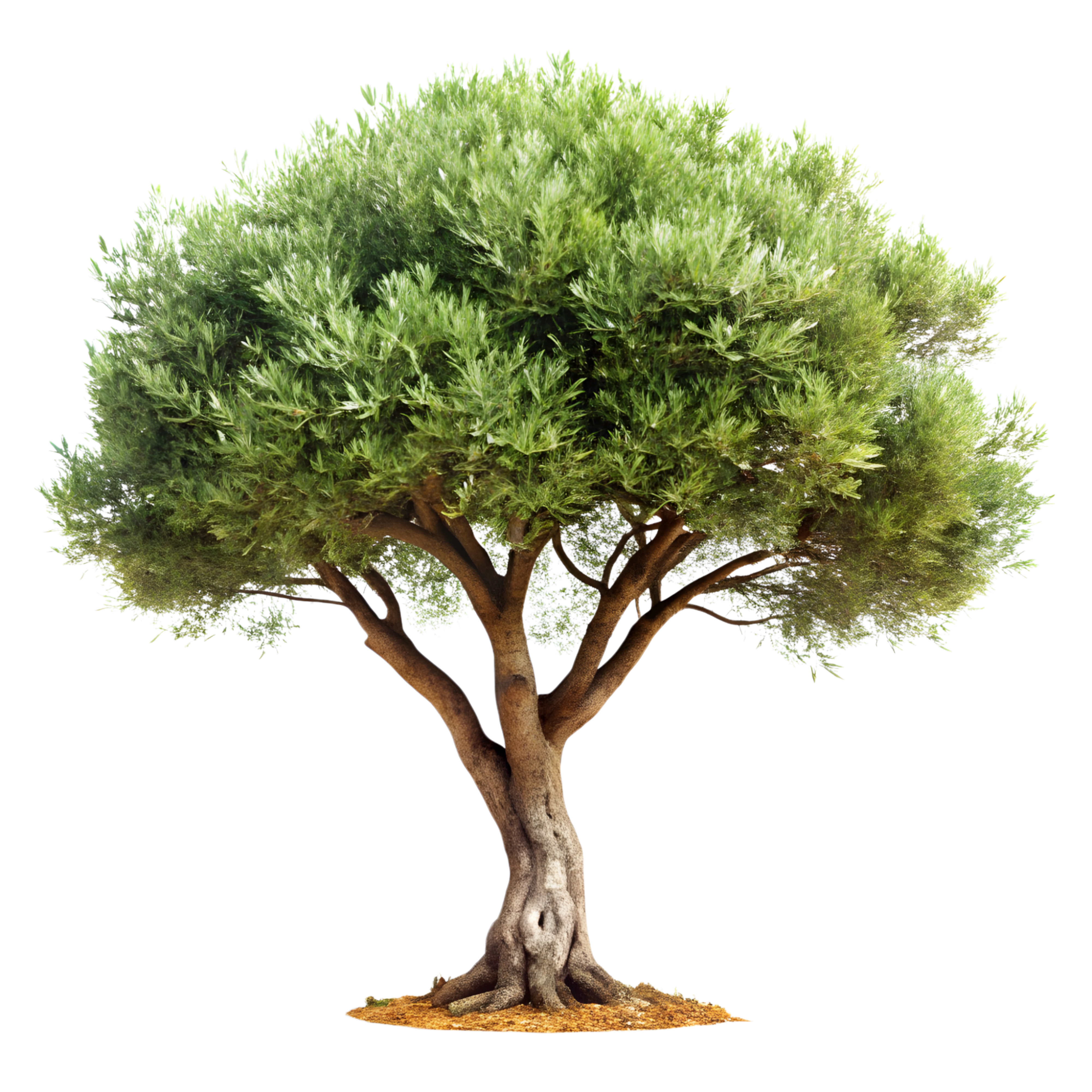 Pngtree olive tree 18122324