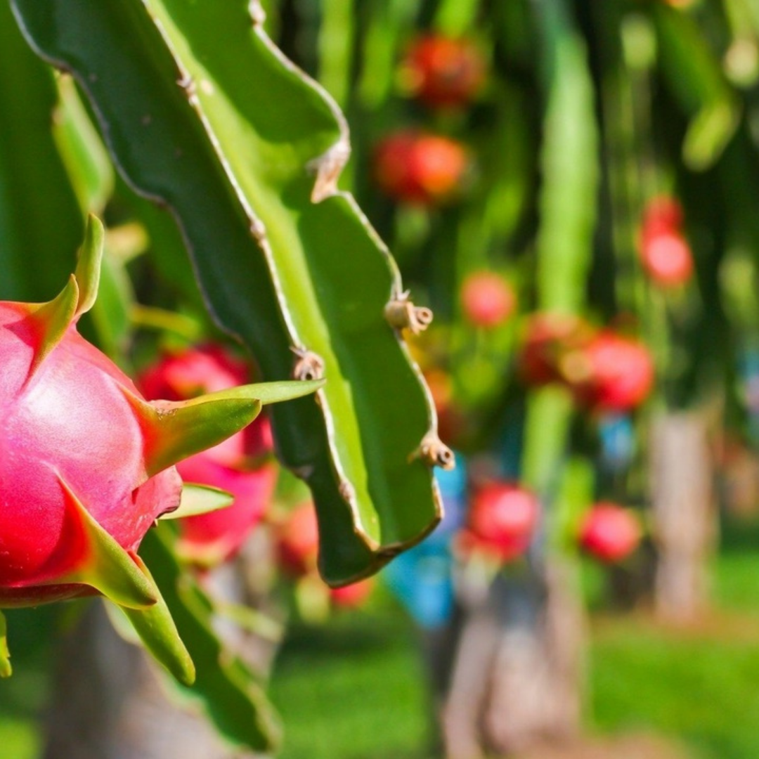 π΅ Red Dragon Fruit Seedling β A Super Nutritious Tropical Fruit