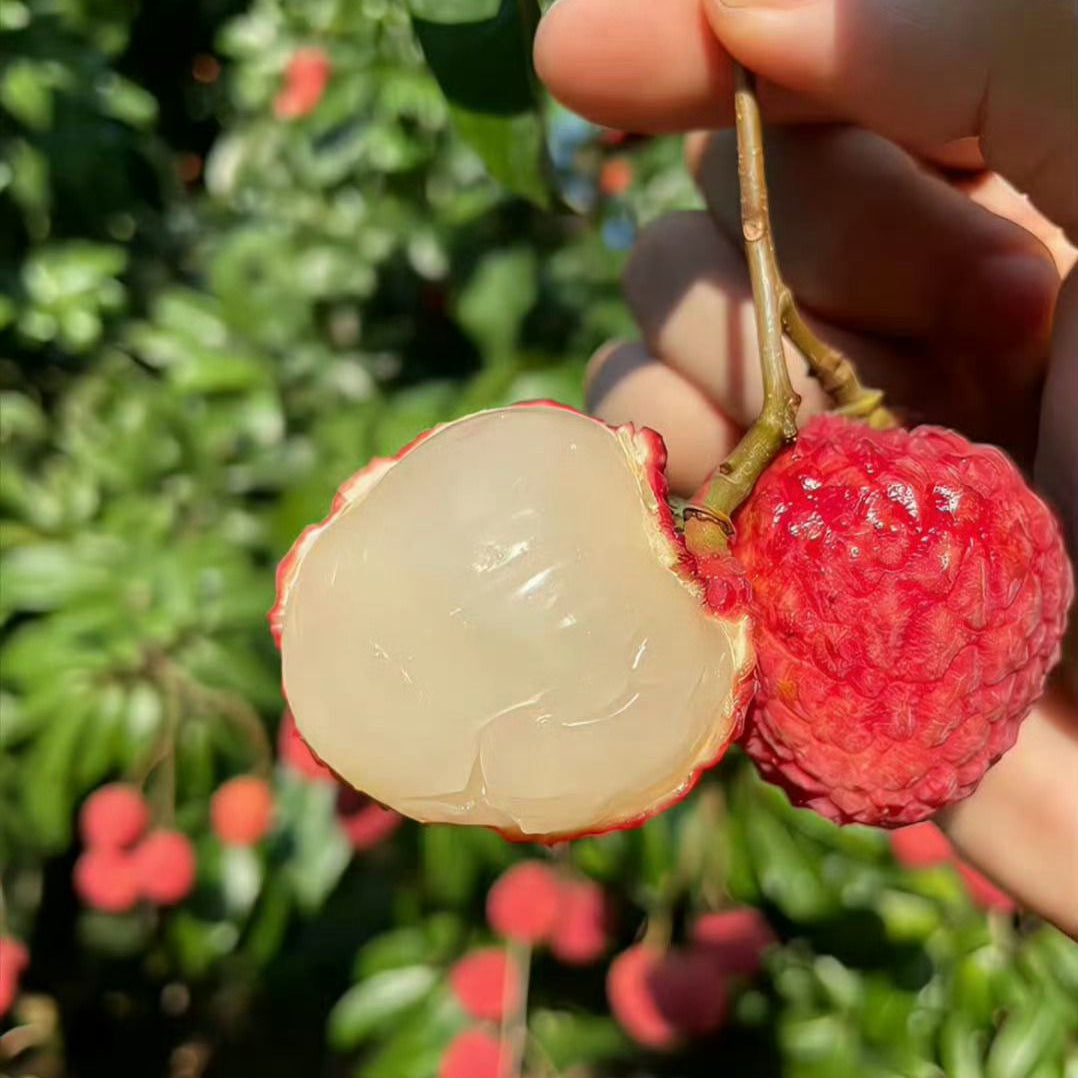 Lychee Tree