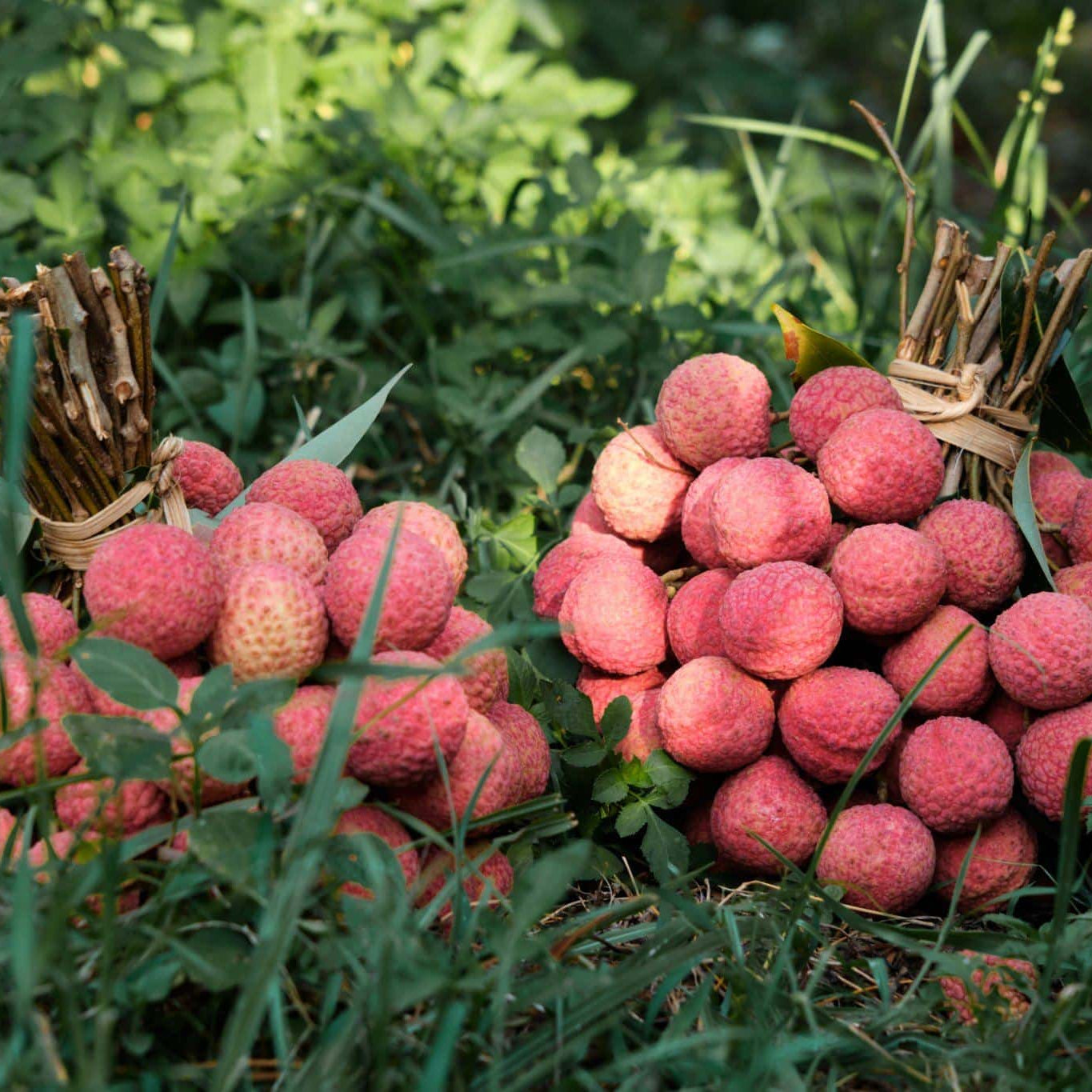 Lychee Tree