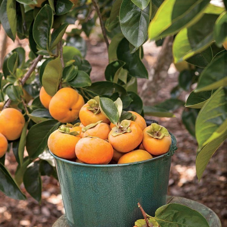 Fuyu Persimmon Tree
