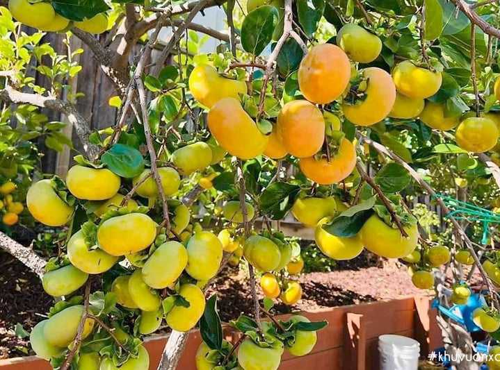 Fuyu Persimmon Tree