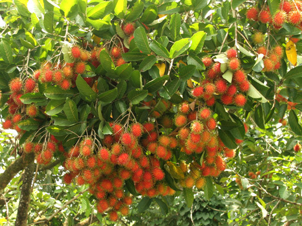 π³ Rambutan Seedling β A Unique Tropical Fruit
