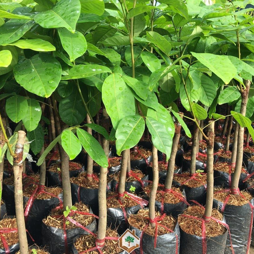 π³ Rambutan Seedling β A Unique Tropical Fruit
