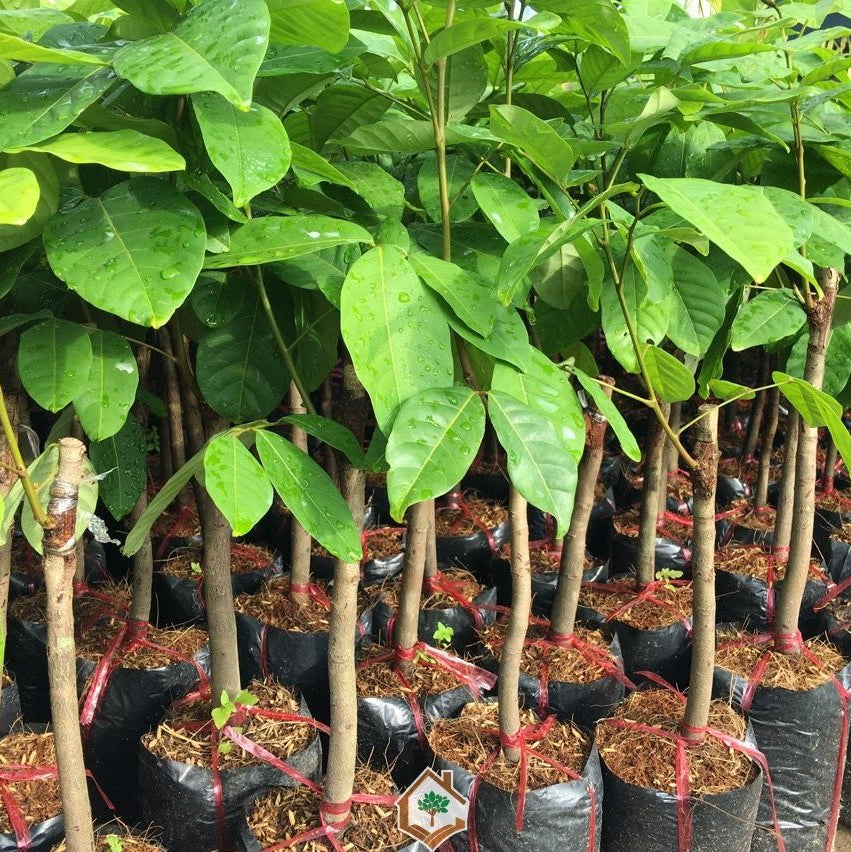 🌳 Rambutan Seedling – A Unique Tropical Fruit
