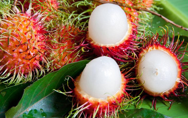 π³ Rambutan Seedling β A Unique Tropical Fruit