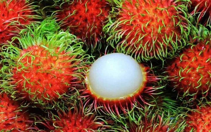 π³ Rambutan Seedling β A Unique Tropical Fruit