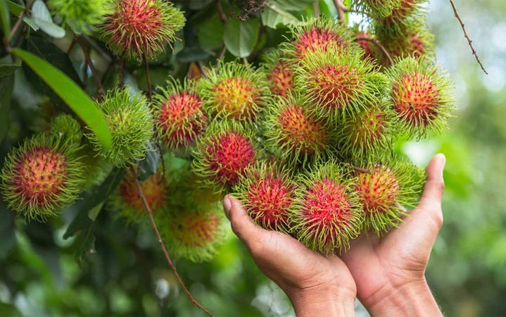 π³ Rambutan Seedling β A Unique Tropical Fruit