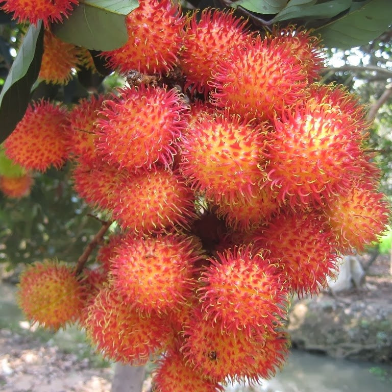 🌳 Rambutan Seedling – A Unique Tropical Fruit