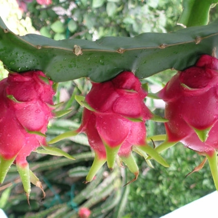 🌵 Red Dragon Fruit Seedling – A Super Nutritious Tropical Fruit