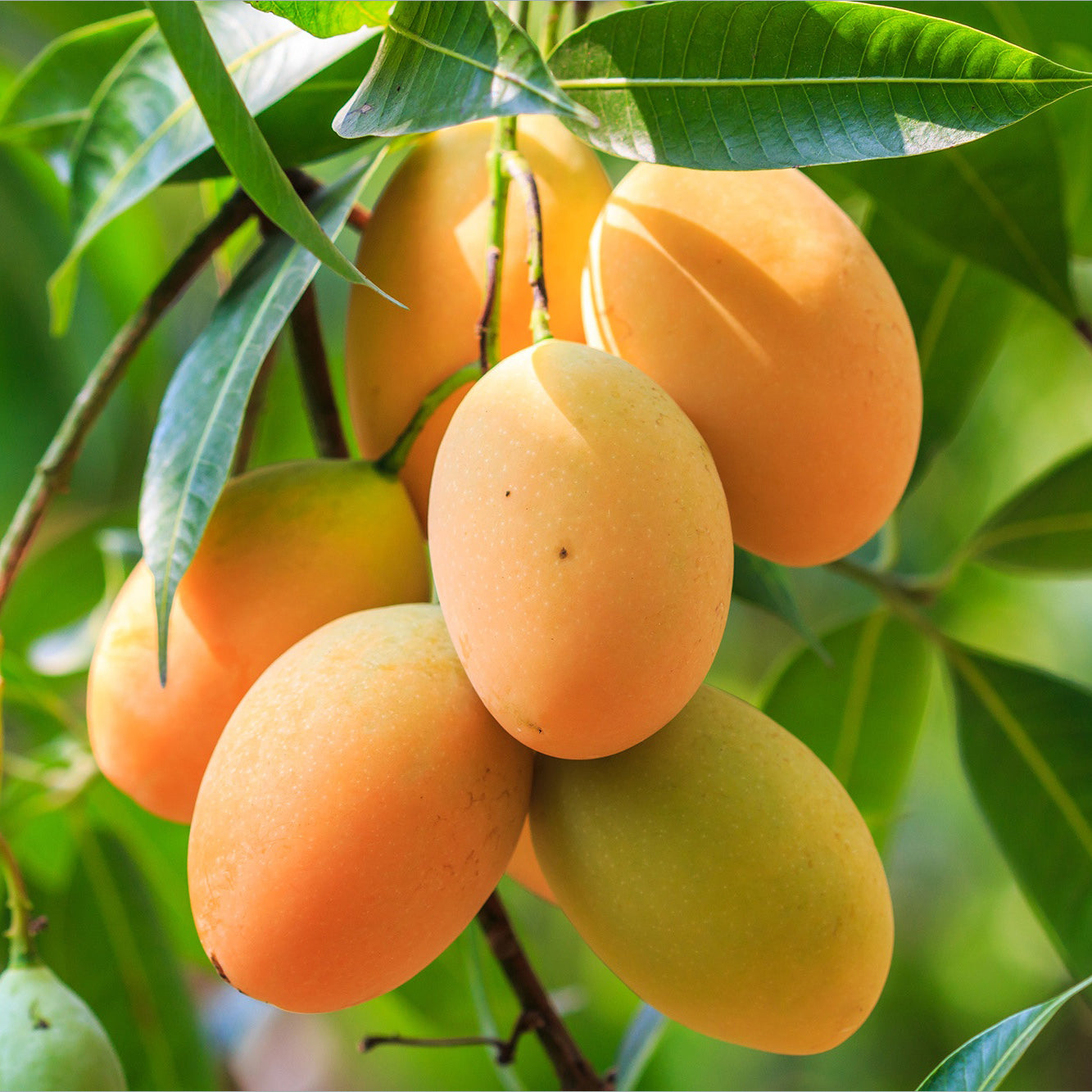 🥭 Alphonso Mango – King of Mangoes 👑