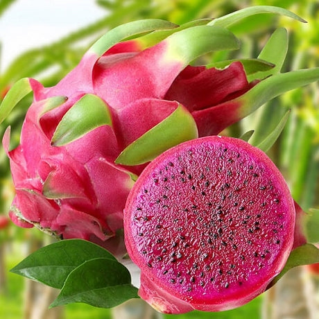 🌵 Red Dragon Fruit Seedling – A Super Nutritious Tropical Fruit