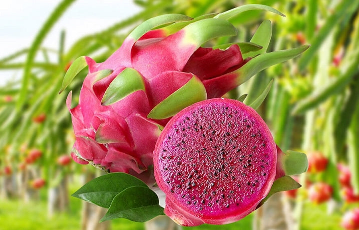 π΅ Red Dragon Fruit Seedling β A Super Nutritious Tropical Fruit