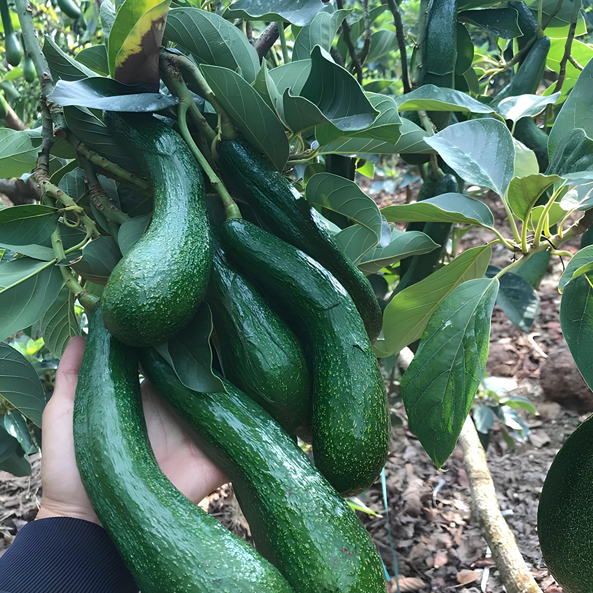 Long Neck Avocado Tree