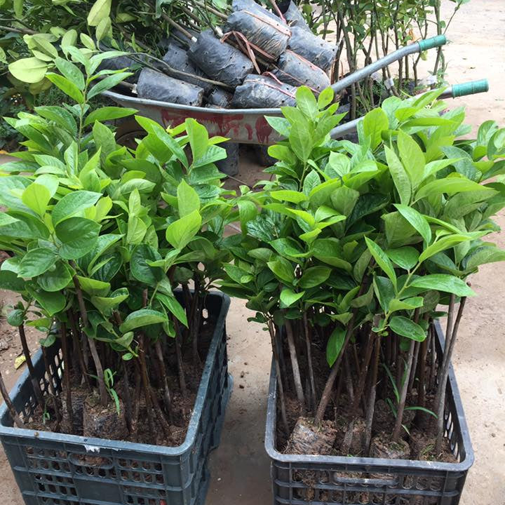 Fuyu Persimmon Tree