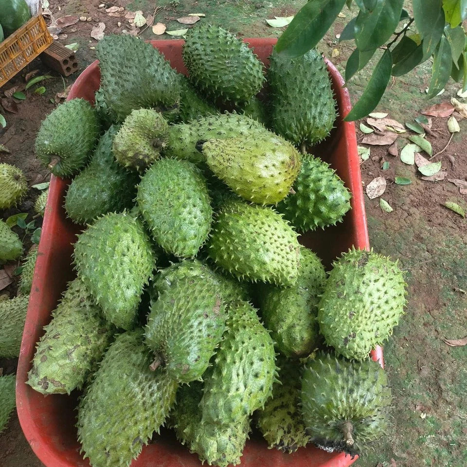 Soursop Seedling – A Precious Tropical Fruit