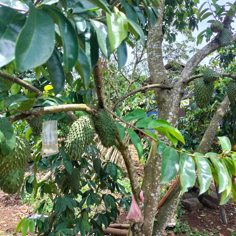 Soursop Seedling – A Precious Tropical Fruit