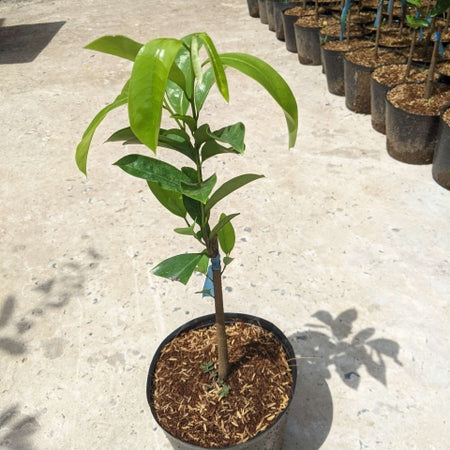 Soursop Seedling – A Precious Tropical Fruit