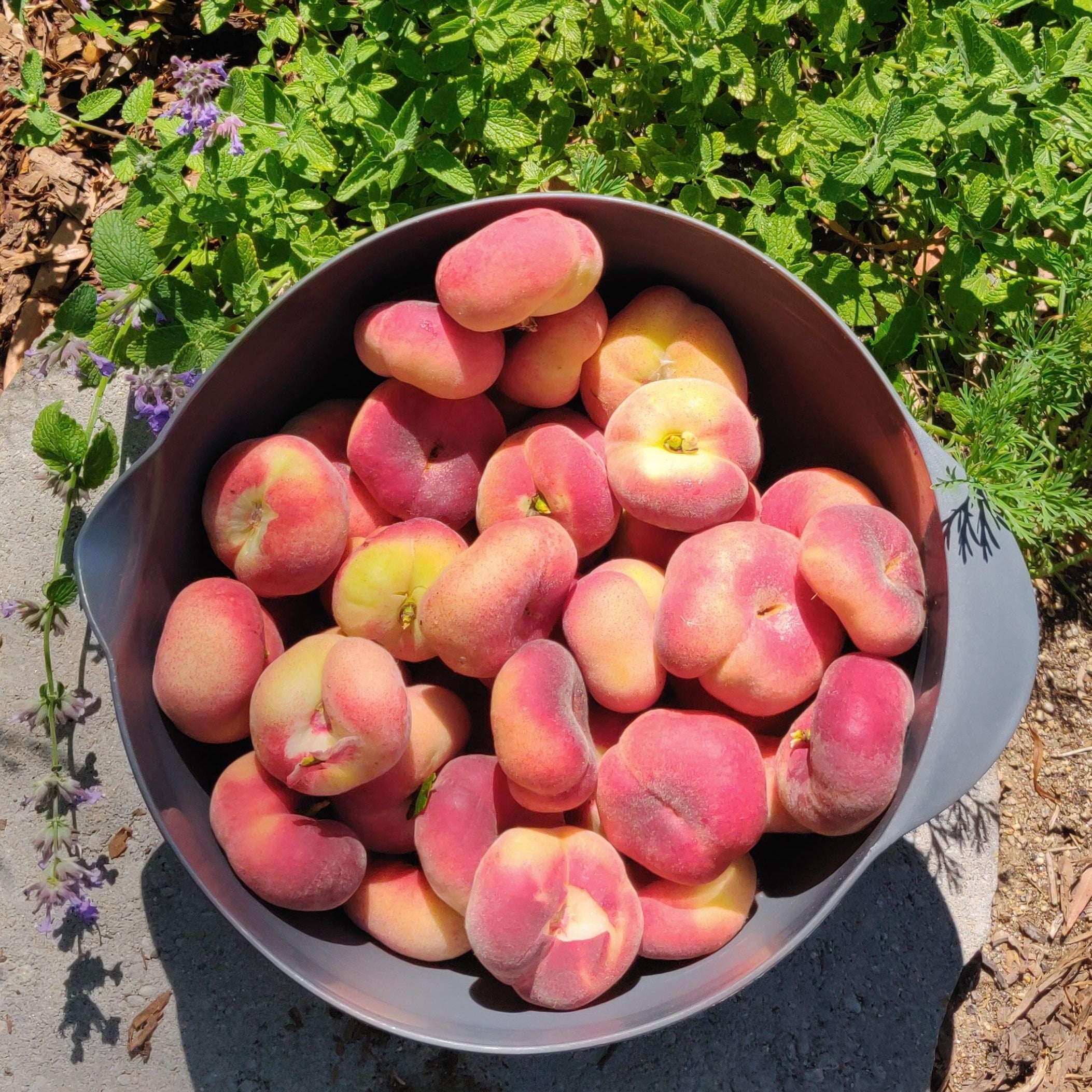 Saturn Peach (VOTED THE BEST-TASTING PEACH IN THE WORLD )