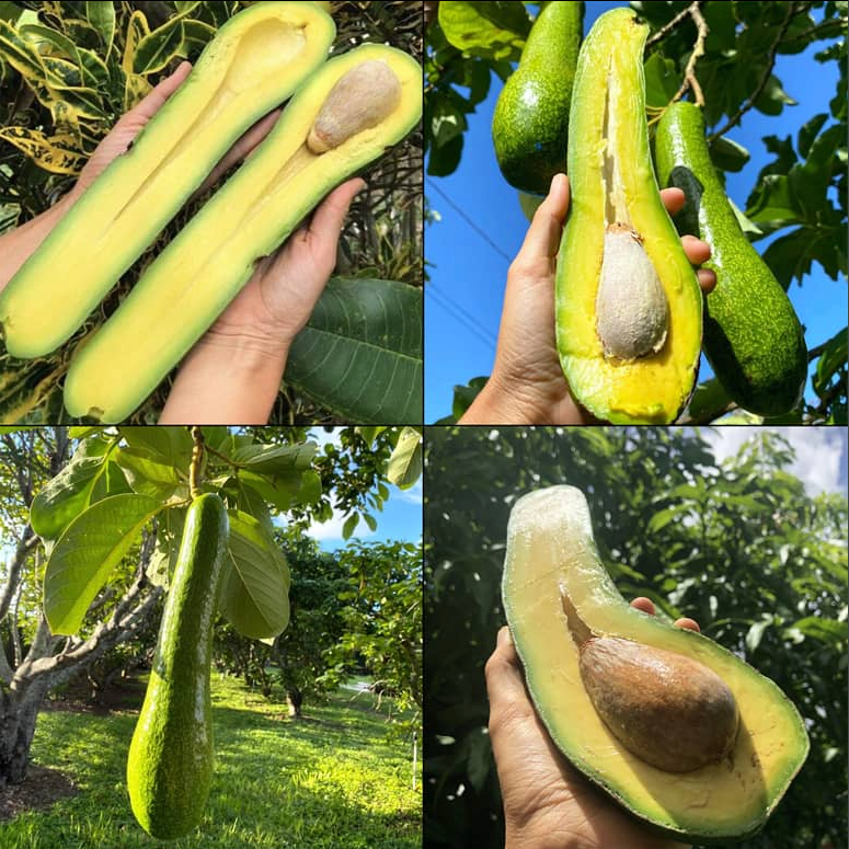 Long Neck Avocado Tree