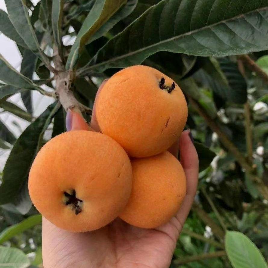 The Japanese Biwa (Loquat) seedling