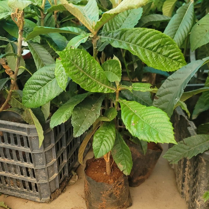 The Japanese Biwa (Loquat) seedling