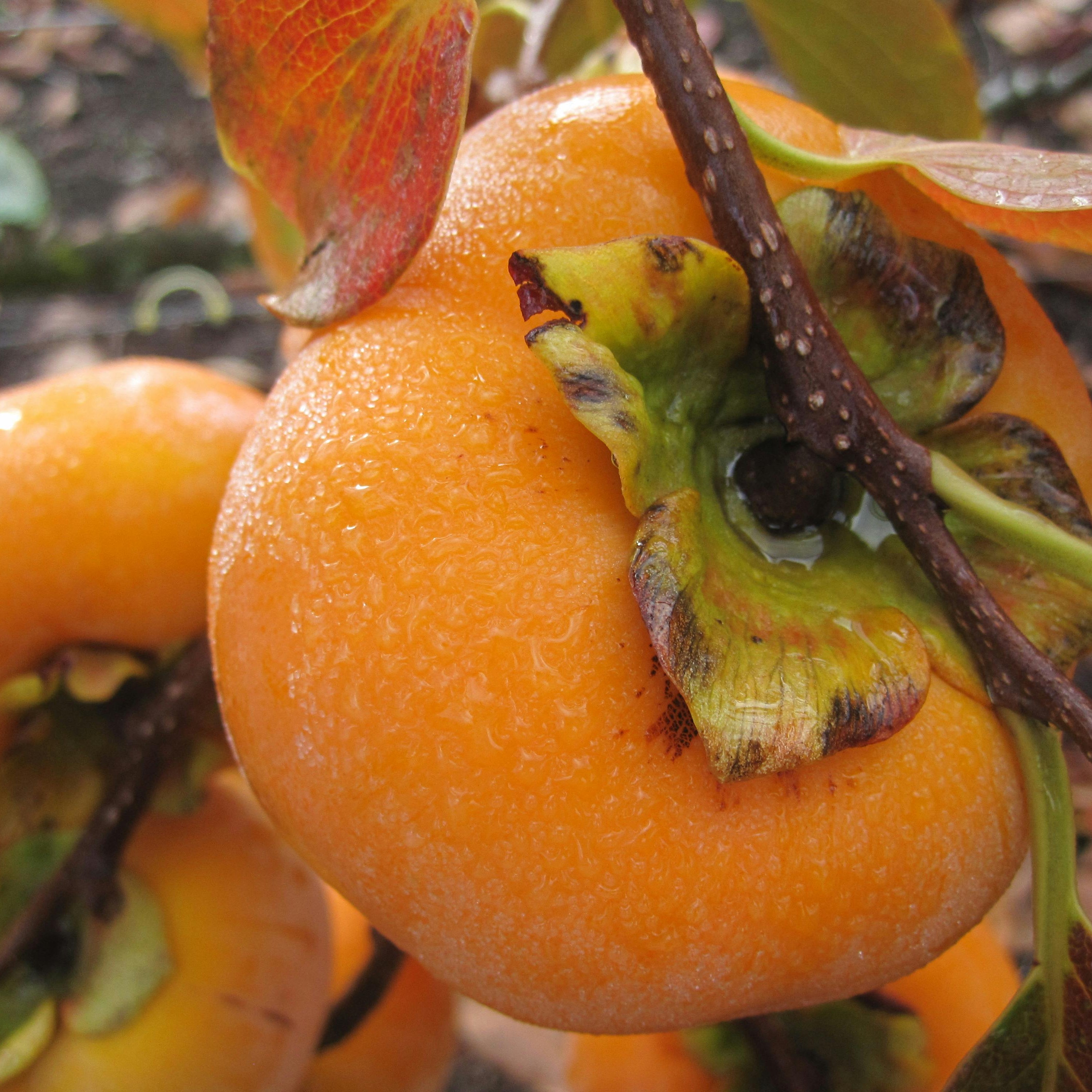 Fuyu Persimmon Tree