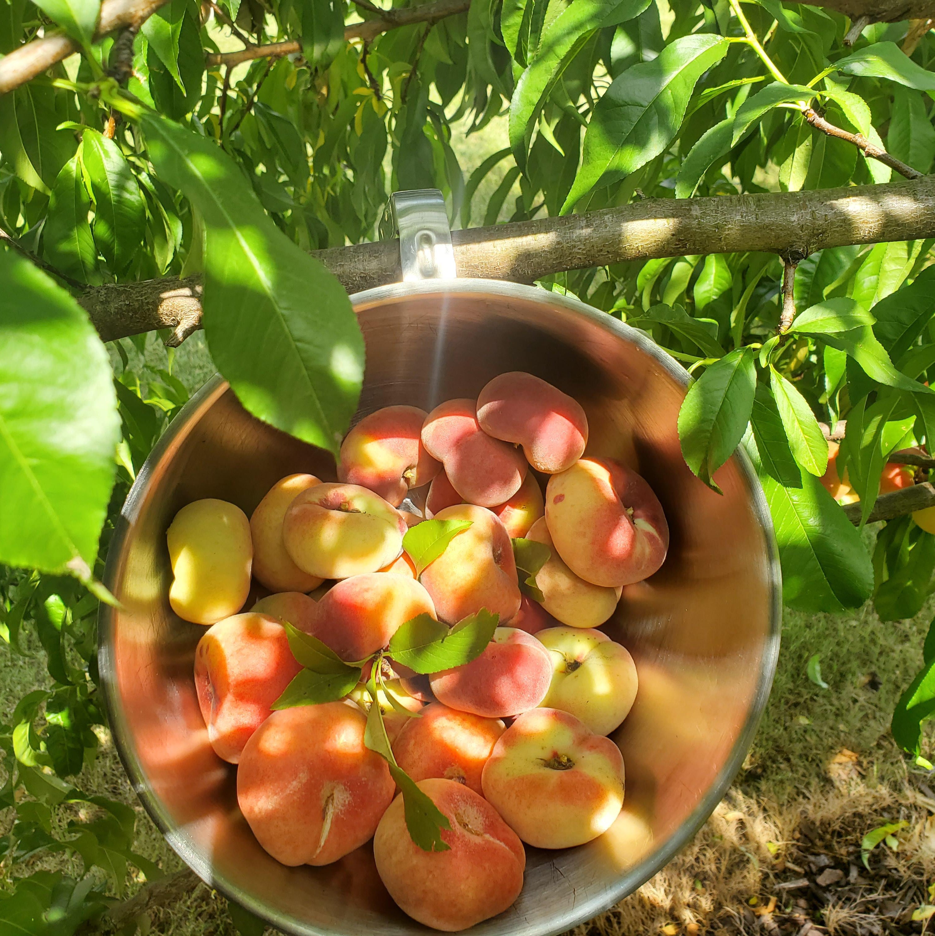 Saturn Peach (VOTED THE BEST-TASTING PEACH IN THE WORLD )
