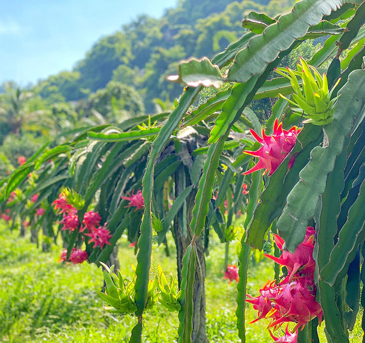 π΅ Red Dragon Fruit Seedling β A Super Nutritious Tropical Fruit