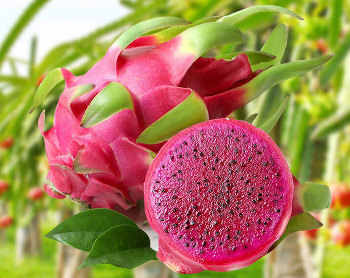 π΅ Red Dragon Fruit Seedling β A Super Nutritious Tropical Fruit