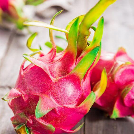 π΅ Red Dragon Fruit Seedling β A Super Nutritious Tropical Fruit