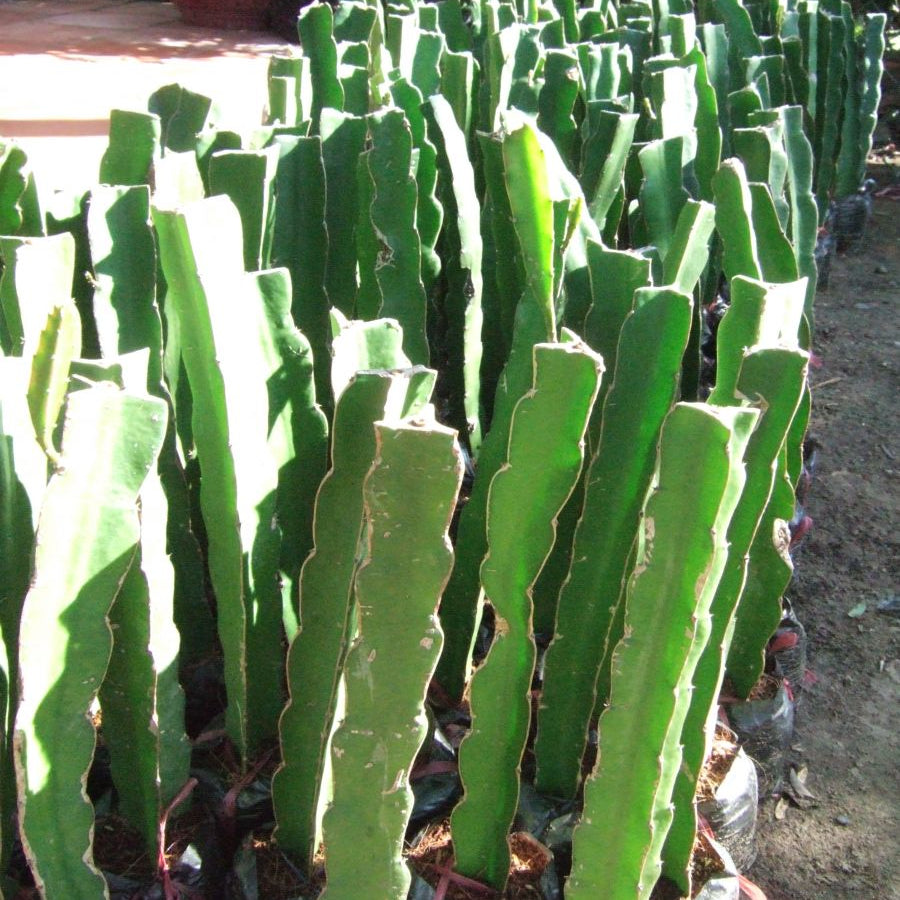 π΅ Red Dragon Fruit Seedling β A Super Nutritious Tropical Fruit