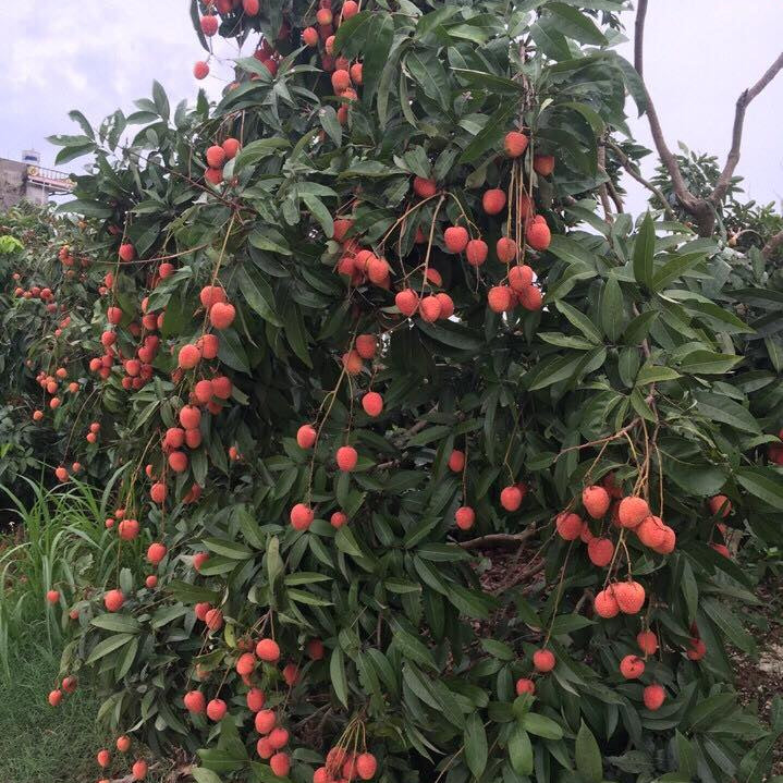 Lychee Tree