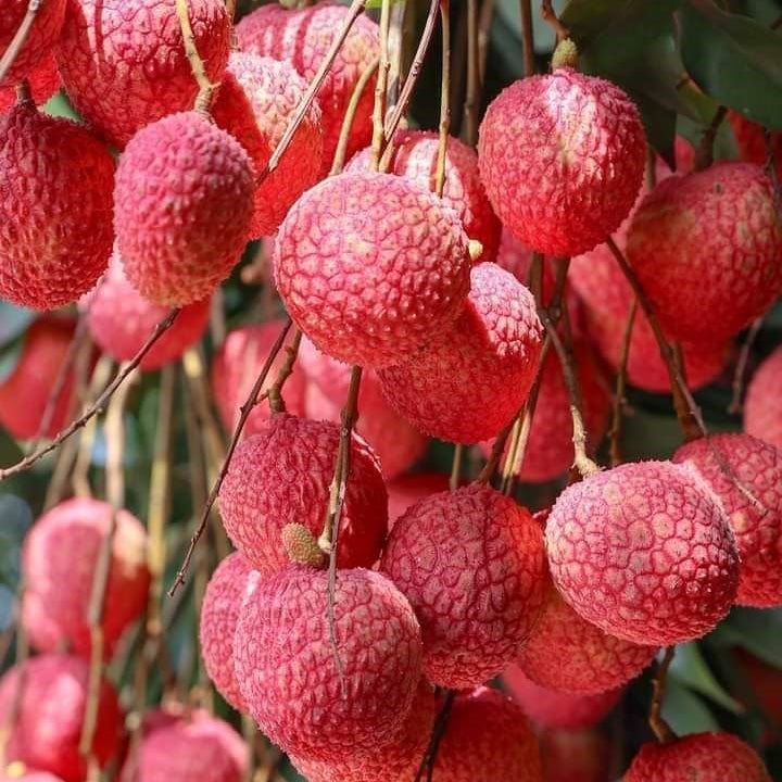 Lychee Tree