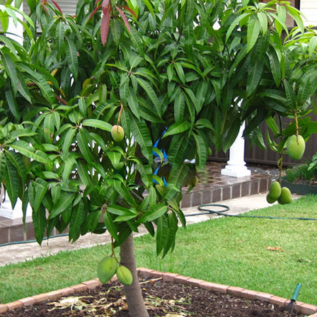 🥭 Alphonso Mango – King of Mangoes 👑