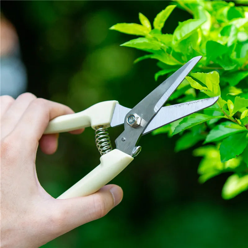 Pruning 101: Everything You Need to Know to Grow Better Trees