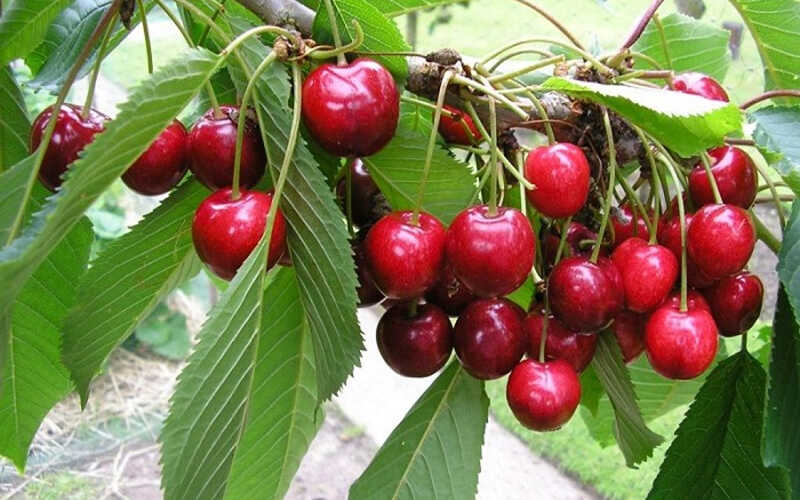 🌳 DETAILED GUIDE TO GROWING SWEET CHERRY TREES