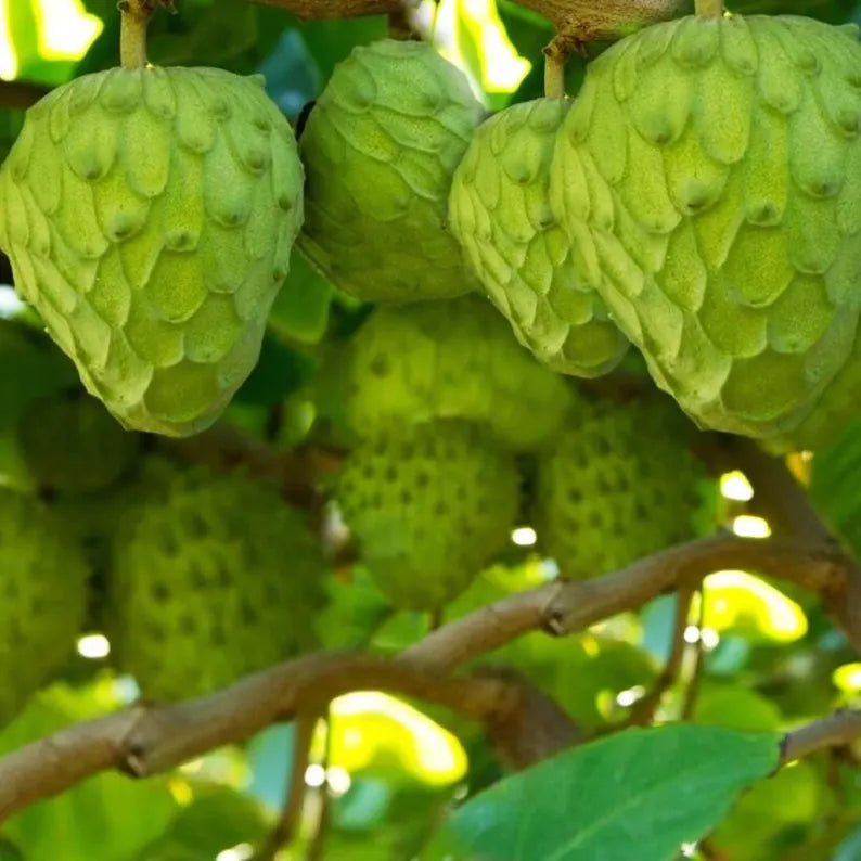 🌳 DETAILED GUIDE TO GROWING CHERIMOYA (CUSTARD APPLE) TREES